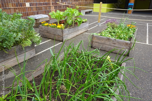 фотографія Green onions growing in raised garden beds in a schoolyard