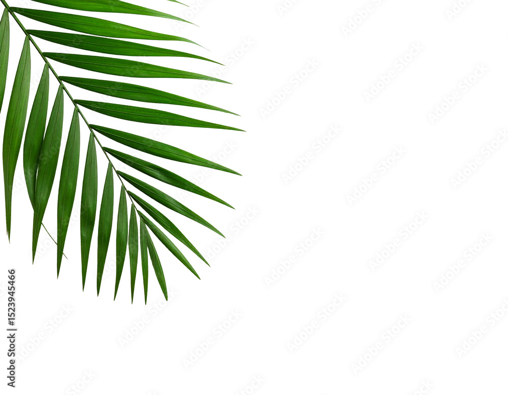 Fototapeta premium Single palm frond leaf isolated on transparent background