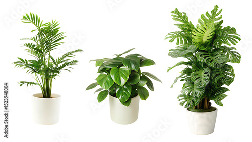 plant pot house decoration isolated on white background PNG