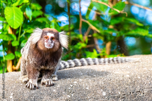 Photos Marmoset Monkey in tropical jungle rainforest Rio de Janeiro Brazil