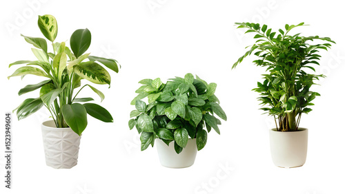 plant pot house decoration isolated on white background PNG