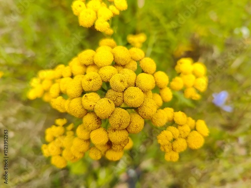 wrotycz, tansy