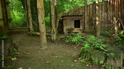 Active Serval Pair in Zoo Enclosure