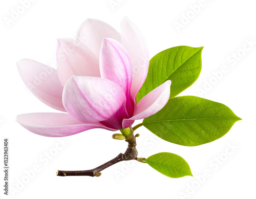 Single Magnolia Branch with Pink Blossoms in Minimalist Style, isolated on transparent background