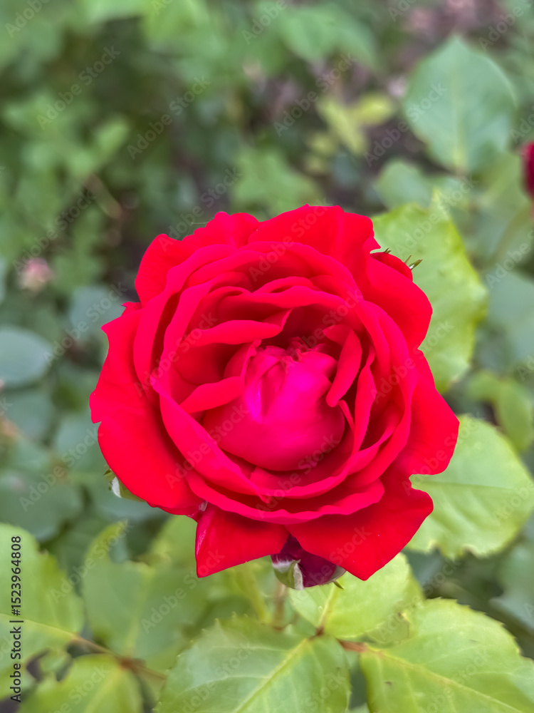 Single Red Rose Bloom Close-Up Perfect Spiral Petals Garden Nature Single Red Rose Bloom Close-Up Perfect Spiral Petals Garden Nature