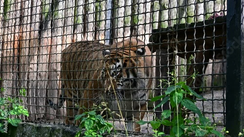 Old Tiger in Zoo Enclosure Looking Through Fence, Close-Up