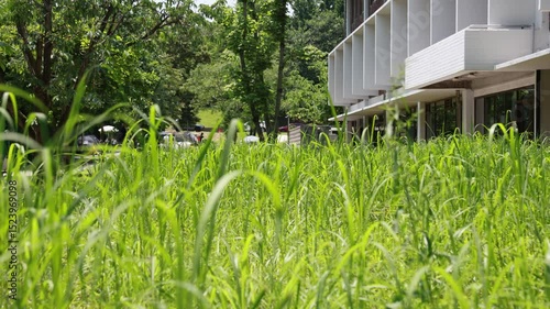 the grass that fluttered in the wind