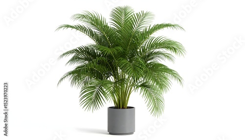 Elegant areca palm tree potted for decor high resolution photo