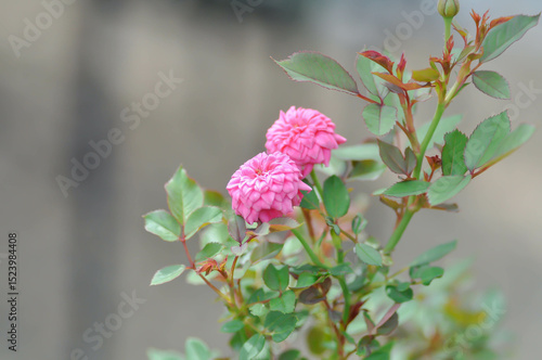 Wallpaper Mural pygmy rose, Rosa chinensis or Rosaceae or  small rose or pink rose Torontodigital.ca