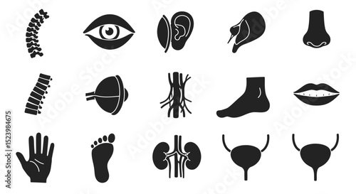 Anatomical Black Silhouettes Spine Eye Ear Nose Foot Hand and Internal Organs