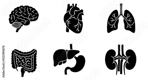 Anatomical Black Silhouettes Brain Heart Lungs Intestines Liver and Kidneys