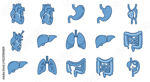 Anatomical Illustrations Human Organs in Blue Outline Heart Liver Lungs Stomach Intestines