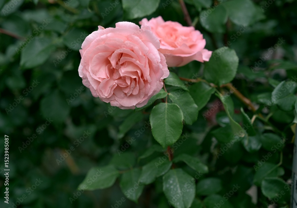 Fluffy pink roses have bloomed in the garden. Delicate petals against a dark background. Photo 1 Fluffy pink roses have bloomed in the garden. Delicate petals against a dark background. Photo 1