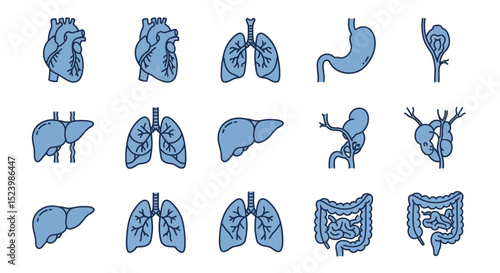 Stylized Human Internal Organs Heart Lungs Liver Stomach Intestines and Lymph Nodes