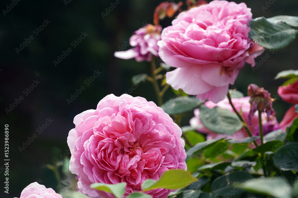 Fototapeta premium Pink roses are symbols of love