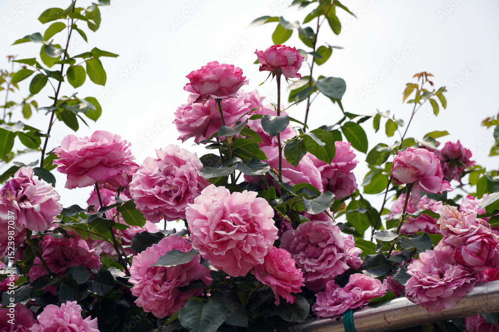 Fototapeta premium The Painting of a Bowing Rose