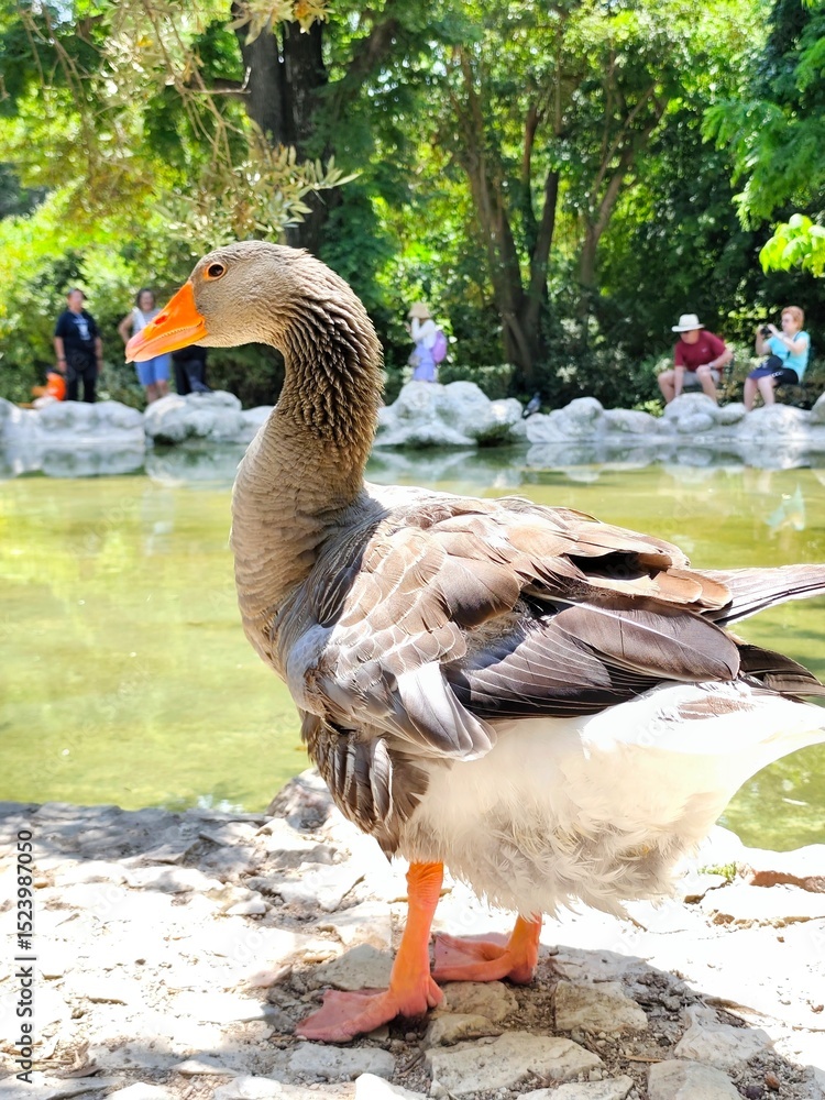 Fototapeta premium Closeup view of a majestic grey goose by the pond in the national garden of Athens, Greece, surrounded by lush greenery and visitors on a bright sunny summer day.