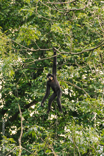 Gibbon climbs among branches with extraordinary human poses