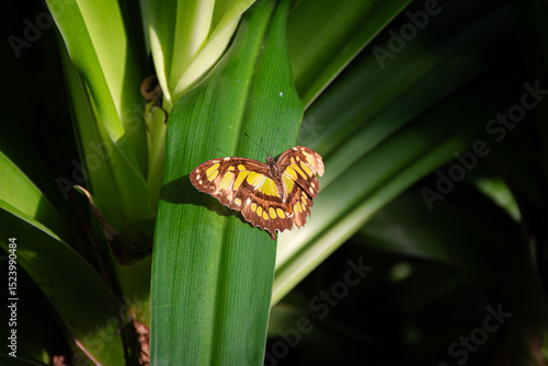 yellow and black butterfly illuminated by the setting sun