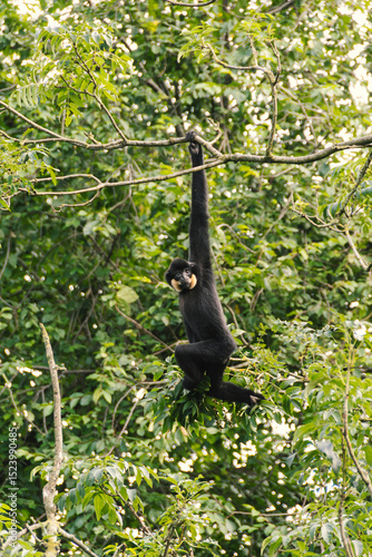 Gibbon climbs among branches with extraordinary human poses