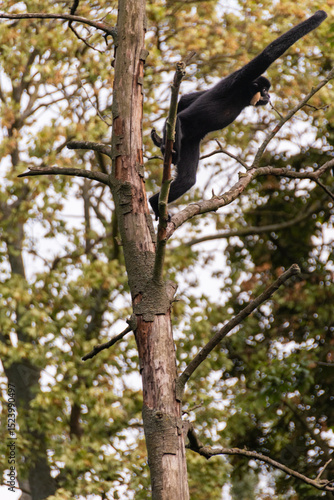 Gibbon climbs among branches with extraordinary human poses