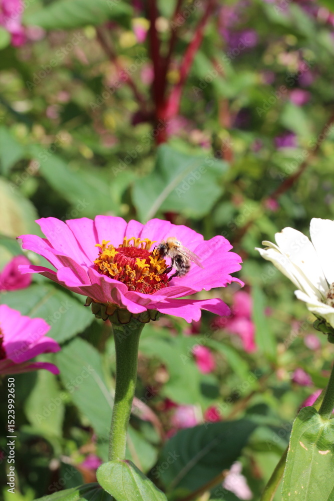 Obraz premium pink flowers