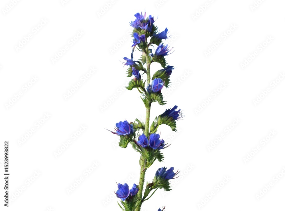 Fototapeta premium viper's bugloss (Echium) isolated on a white background 