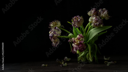Fotografi A bouquet of wilted parrot tulip flowers on the black background