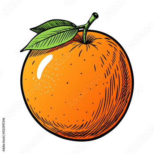 Orange fruit drawn in color pencil with detailed and dramatic expression