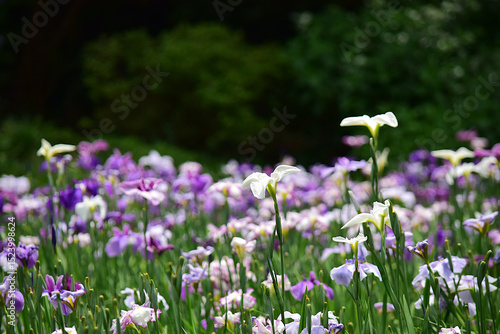 花菖蒲