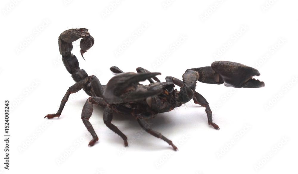 Fototapeta premium Emperor Scorpion against white background.