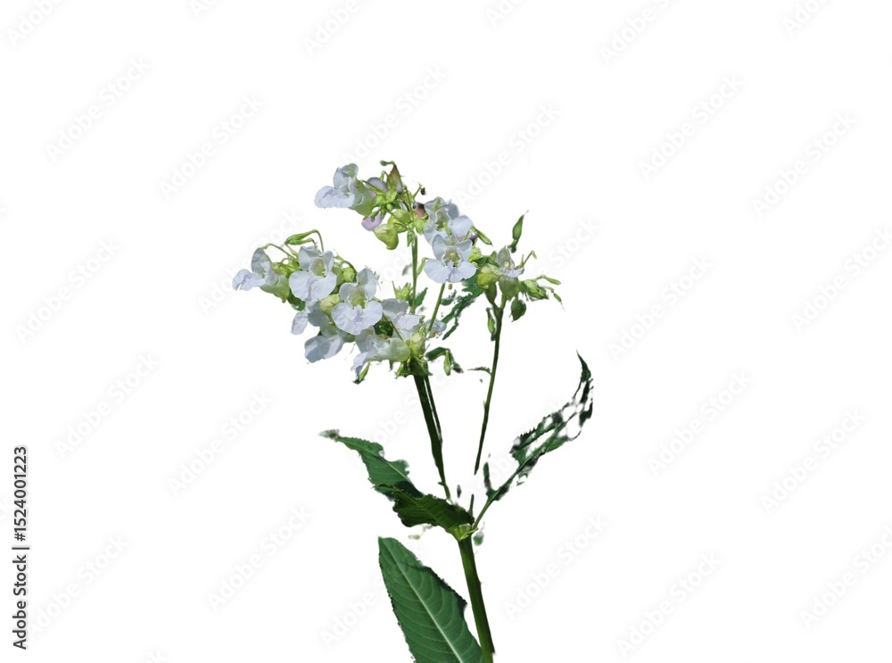 Obraz premium Himalayan Balsam Impatiens glandulifera isolated on a white background 