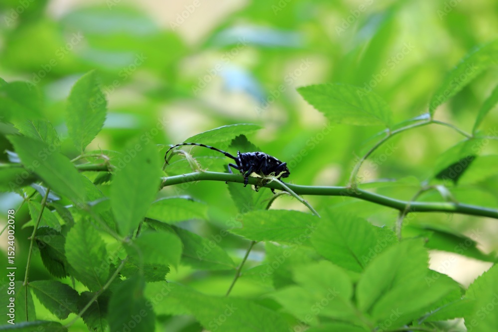 Naklejka premium 곤충, 알락하늘소