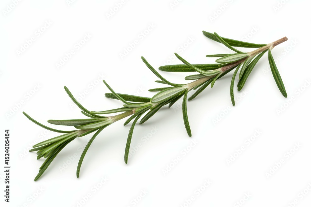 Rosemary twig isolated on white background isolated, white background