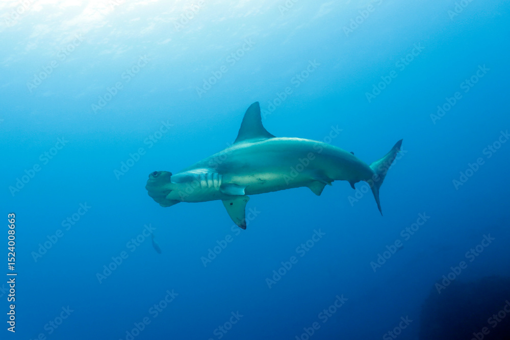 Obraz premium Scalloped Hammerhead Shark (Sphyrna lewini). Wolf Island, Galapagos
