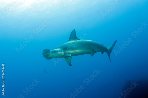 Wallpaper Mural Scalloped Hammerhead Shark (Sphyrna lewini). Wolf Island, Galapagos Torontodigital.ca