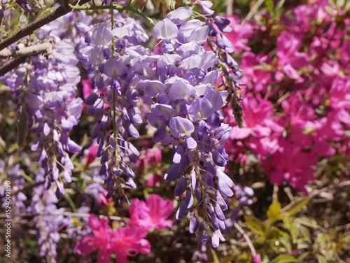 Wisteria and Azalea growing together in Alabama