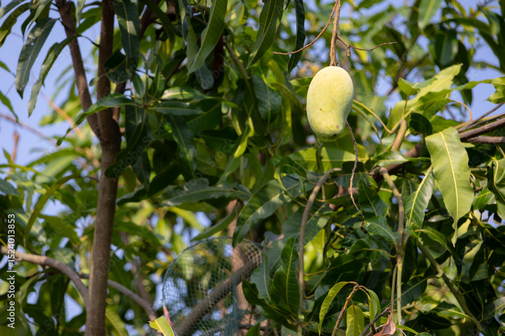 Fototapeta premium close-up shot of several unripe, green mangoes hanging from a branch of a mango tree.