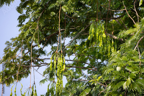 clusters of green stink beans (petai or Parkia speciosa) hanging from the branches of a tree.