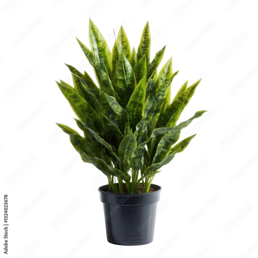 Fototapeta premium A lush green plant in a black pot, creating a fresh and vibrant atmosphere, perfect for home decor and indoor gardening enhancements.