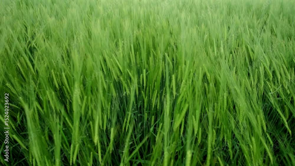 Lush Green Rice Field in Motion A Beautiful Display of Natures Serene Ambiance Lush Green Rice Field in Motion A Beautiful Display of Natures Serene Ambiance