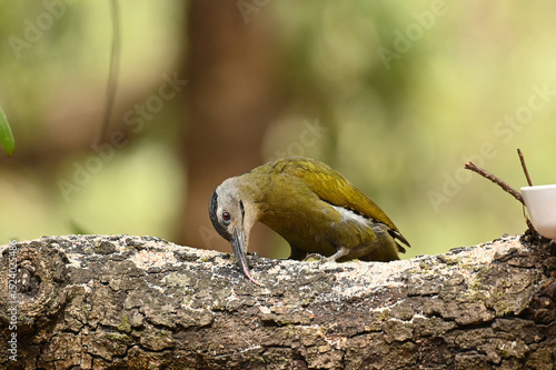 Grey Headed woodpecker licking tree branch for food in Sattal Uttarakhand