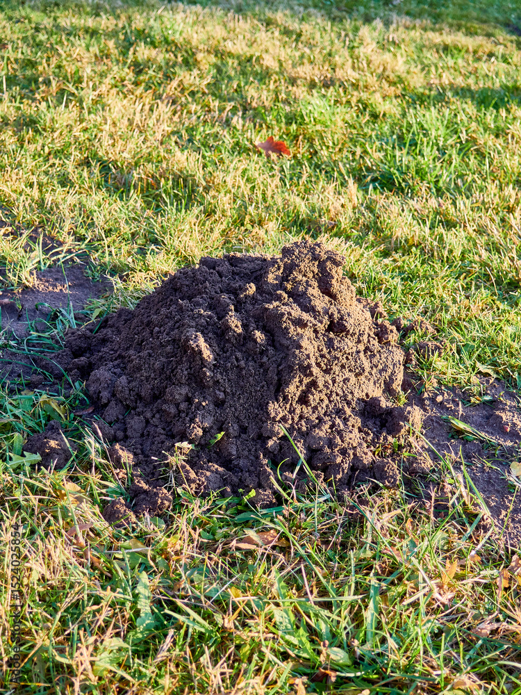Fototapeta premium Fresh molehill mound of excavated earth on a green lawn, showing disruption in a manicured garden.