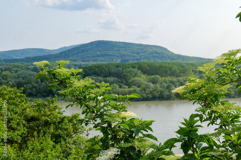 Obraz premium View from Devin Castle Slovakia Towards Danube River with Blooming Elderflower Trees in Spring