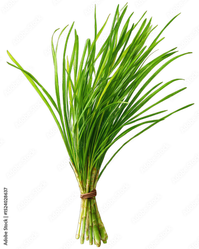 Fototapeta premium Bunch of vibrant green, fresh-looking lemongrass