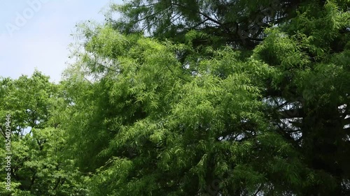 strong winds and branches of trees
