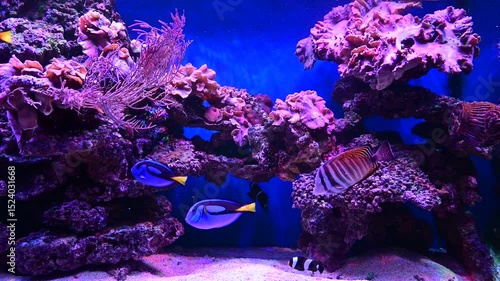 Colorful Tropical Fish Swimming in Saltwater Aquarium