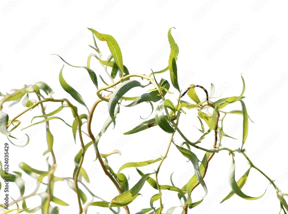 Fototapeta premium Willow branches with green leaves isolated on a white background