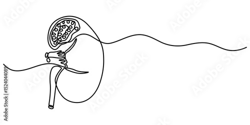kidney cancer continuous one line drawing, Human kidneys single line drawing. Continuous one line drawing kidneys. Isolated on white background vector illustration. Pro vector.                        