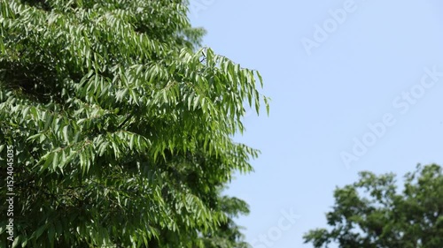 the wind and the branches of a tree
